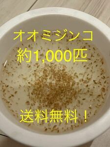 オオミジンコ 1000匹程度 ミジンコ メダカ 金魚 