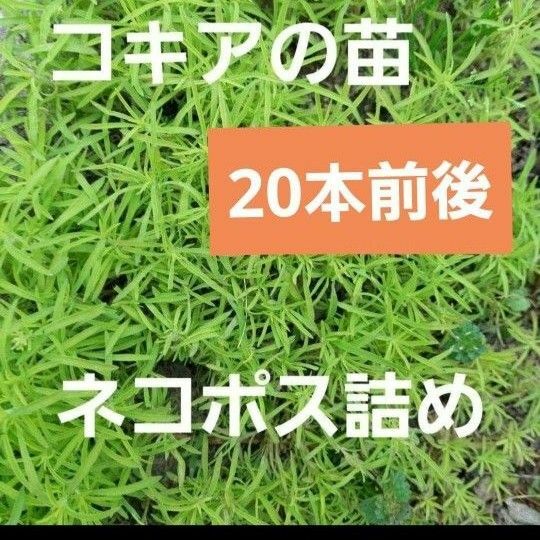 コキアの抜き苗　20本前後　ネコポス詰め