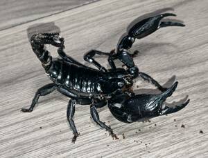 laotiks forest Scorpion [ Random ]