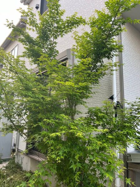 イロハモミジ(100枚)+α