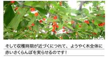 8個出品 ご予約 訳あり 色薄 山形県産 さくらんぼ 佐藤錦 サイズ 不定 1kg 産地直送 6月末から順次出荷 さんきん1円_画像4