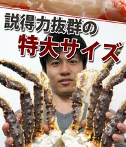 【1個出品】特大生 タラバガニ 蟹の王様5L 2kg さんきん1円_画像3