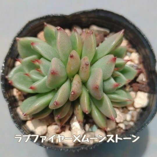 多肉植物　ラブファイヤー × ムーンストーン　抜き苗