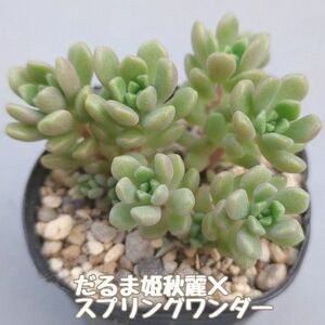 多肉植物　だるま姫秋麗×スプリングワンダー　抜き苗