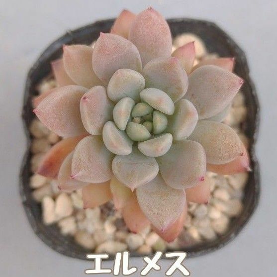 多肉植物　エルメス　抜き苗