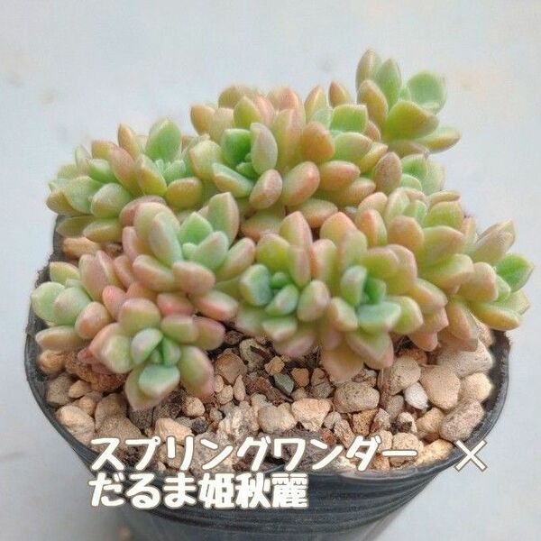 多肉植物　スプリングワンダー × だるま姫秋麗　抜き苗