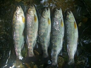 【渓流魚】 天然.やまめ・イワナ.10尾【内臓処理済】