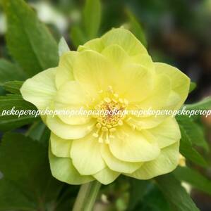 *39* Christmas rose origin parent stock a little over aroma melon Gold self seeds 5 bead 