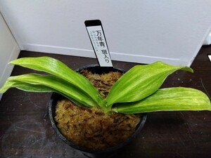 古典園芸植物の万年青の斑入り３寸Ｎｏ．１４