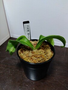 古典園芸植物の万年青の斑入り３寸Ｎｏ．８