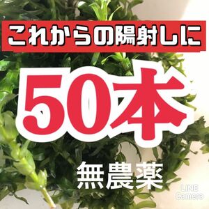 天然　アナカリス　50本 無農薬