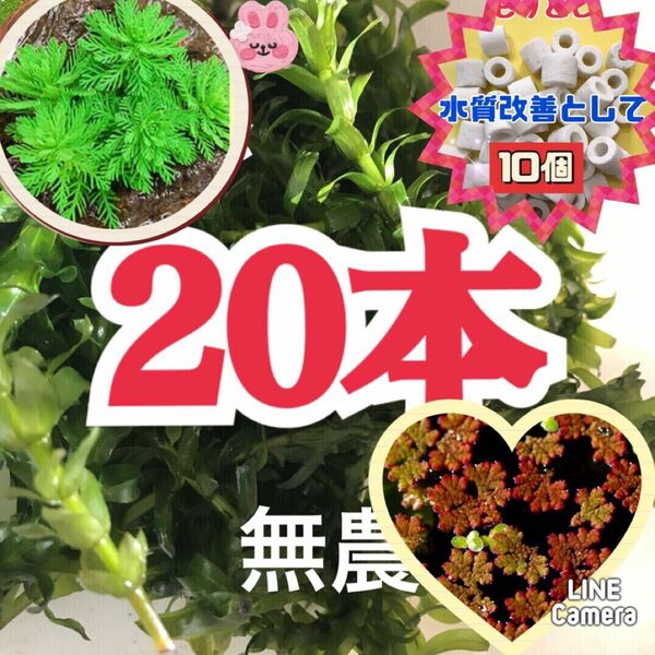 天然　アナカリス　20本おもり10個と2種類の水草付き