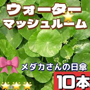 ウォーターマッシュルーム　根付き10本　無農薬