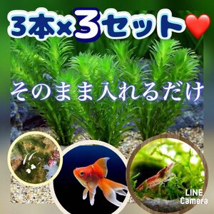 天然　アナカリス　3本×3セット 無農薬