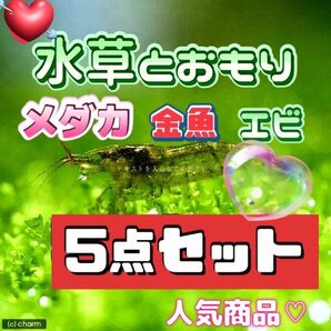 水草とおもりの５点セット　アナカリス　メダカ　金魚　エビ