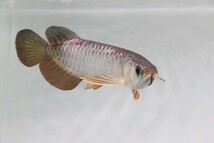 【特別出品】過背金龍 SSS ±16㌢ 濃厚色素個体！ Purple color/blue dorsal fin/ 沖縄・北海道 航空便発送可_画像2