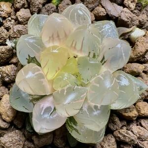多肉植物　ハオルチア　OB-1オブツーサ錦　糊斑　透明窓　美品