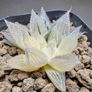  суккулентное растение - oru Cheer 9 хвост ..× фиолетовый снег . шт . клей . первый продажа 