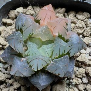  succulent plant is oru Cheer red sun . finest quality . clear . the first sale 