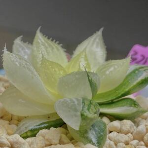  succulent plant is oru Cheer . lotus light .ob two sa. glue . new goods kind the first sale 