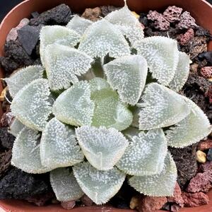  succulent plant is oru Cheer white . castle change unusual change unusual rare all white window 