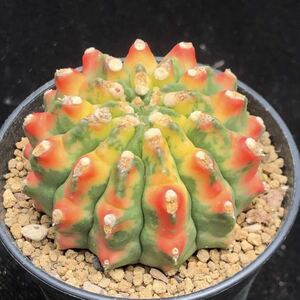 .... real raw cactus succulent plant 