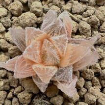 多肉植物 ハオルチア 多肉植物　 オブツーサ 九尾狐 糊斑_画像5