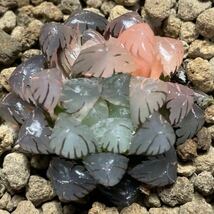 ハオルチア　多肉植物　ドドソン紫オブツーサ錦　糊斑　超美品_画像1