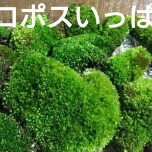 ホソウリゴケ 苔 天然