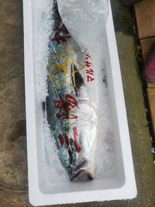  natural ..10.6 kilo 1 pcs.. yellowtail *