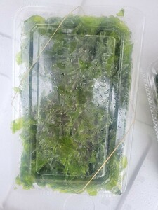 raw sea lettuce paste 150g×3 pack set.!