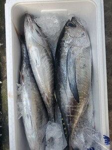 daruma2 шт 5.4 kilo комплект. большеглазый тунец. сырой 