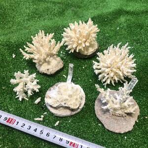 11D 白サンゴ　インテリア　おしゃれ　天然　オブジェ　破片　 サンゴ　珊瑚　置物　飾りサンゴ　飾り　欠片　サンゴ礁　珊瑚礁　白珊瑚