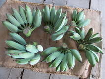 追熟前の収穫したバナナ