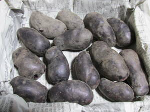  new potato 5 monthly income . shadow Queen approximately 1.1kg(1.1~1.2kg) entering [ earth attaching ]24-05-01V