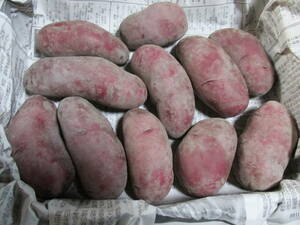  new potato 5 monthly income .no- The n ruby approximately 1.1kg(1.1~1.2kg) entering [ earth attaching ]24-05-02P