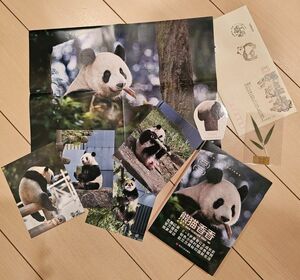 熊猫香香 上野動物園 シャンシャン