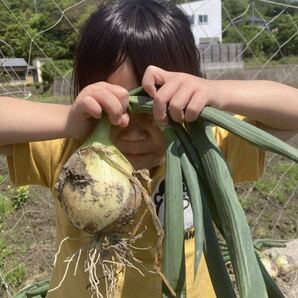 [農家直送]送料無料 淡路島産 新玉ねぎ 20kg 七宝早生 訳あり ③の画像8