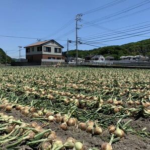 [農家直送]送料無料 淡路島産 新玉ねぎ 20kg 七宝早生 訳あり ③の画像10