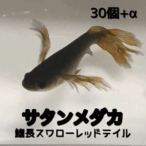 メダカ　サタンメダカ　鰭長スワロー　赤ヒレ　30個　+α 有精卵