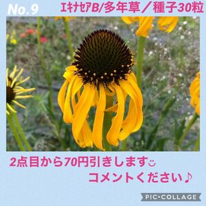 No.9　エキナセアB　種子