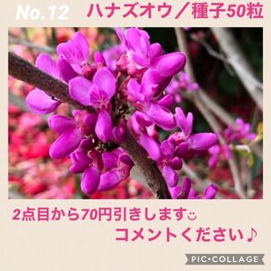 No.12　ハナズオウ　種子