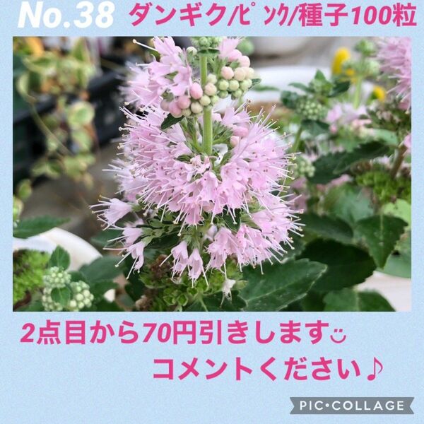 No.38 ダンギクピンク　種子