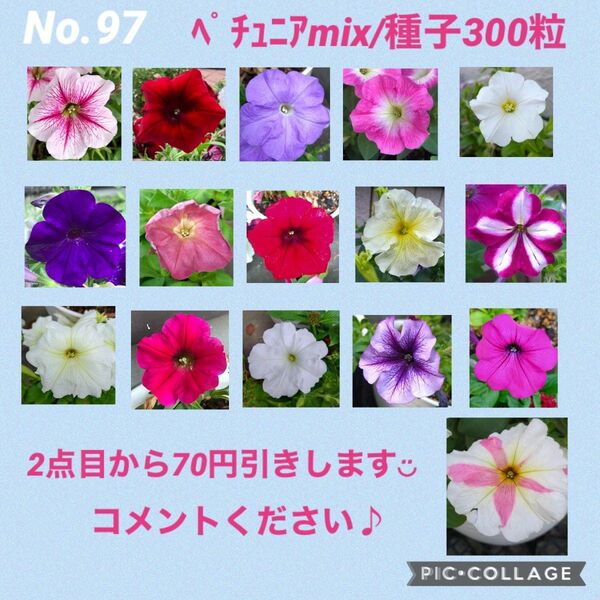 No.97 ペチュニアmix種子