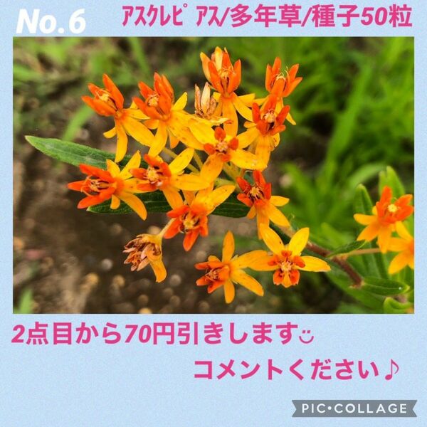 No.6　アスクレピアス　種子