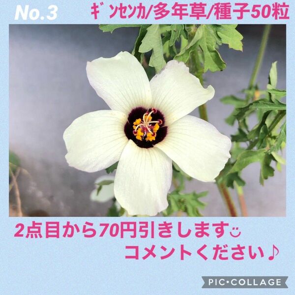 No.3 ギンセンカ　種子