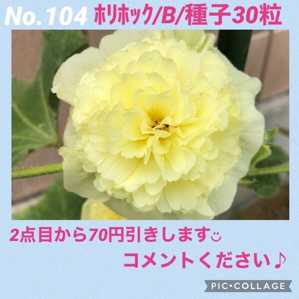 No.104 ホリホックB　種子 宿根草