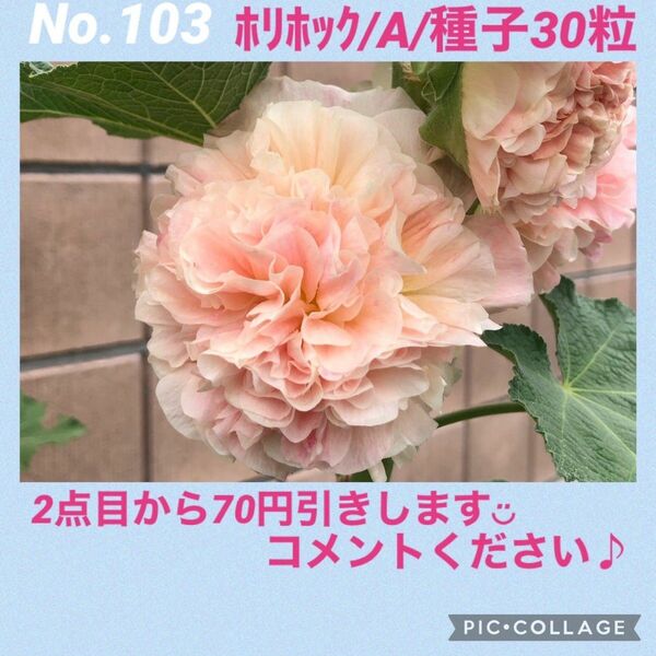 No.103　ホリホックA　種子 タチアオイ アルセア 花の種