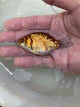 3匹セット ドラゴンスケール金魚×玉サバ　10センチくらい　2023年5月生まれ　全ておそらくオス　_画像5