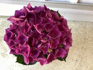  import cut flower purple . flower 